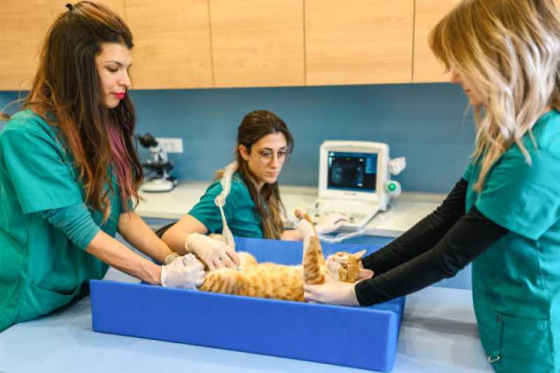 Onde Realizar Ultrassom Veterinário para Grandes Animais Universitário - Ultrassom Veterinário para Cães