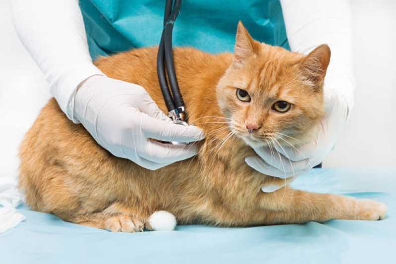 Onde Tem Cardiologista Animal Braganey - Eletrocardiograma em Cães e Gatos