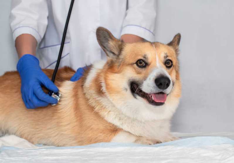 Onde Tem Cardiologista de Cachorro Santa Tereza do Oeste - Eletrocardiograma em Cães e Gatos