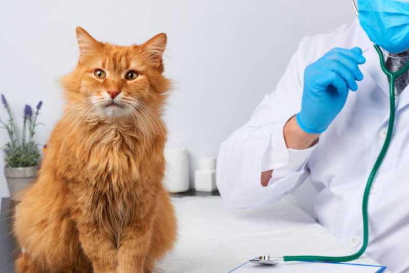 Onde Tem Cardiologista de Cães e Gatos Morumbi - Cardiologista para Cães e Gatos
