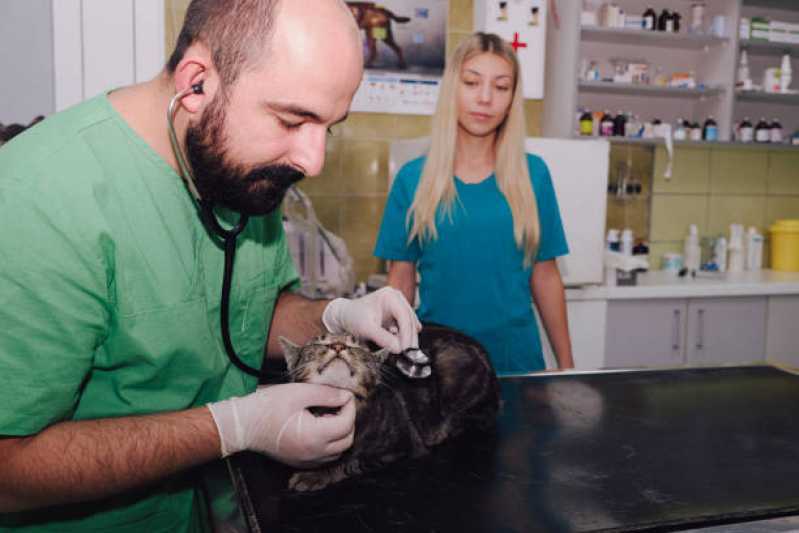 Onde Tem Cardiologista de Pet São José das Palmeiras - Cardiologista Animal