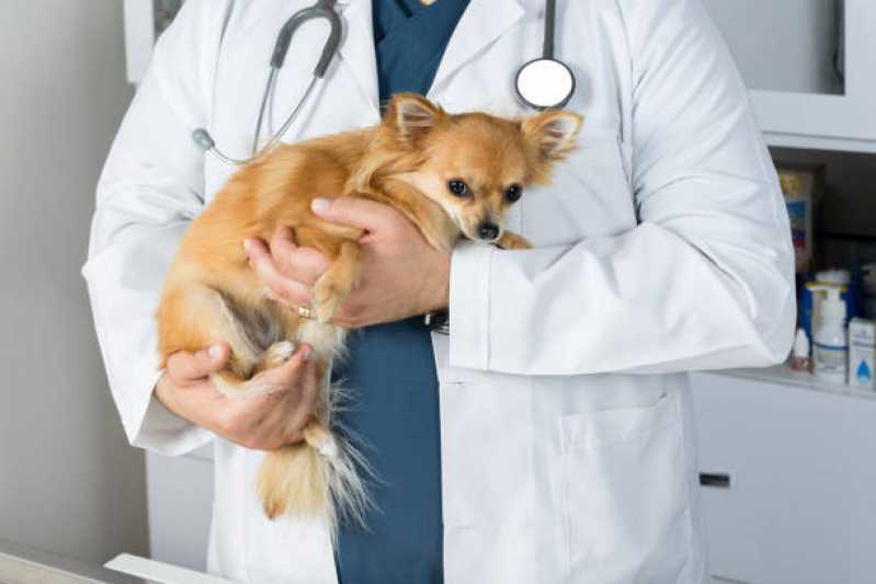 Onde Tem Cardiologista para Animais Jardim Coopagro - Cardiologista para Cachorro
