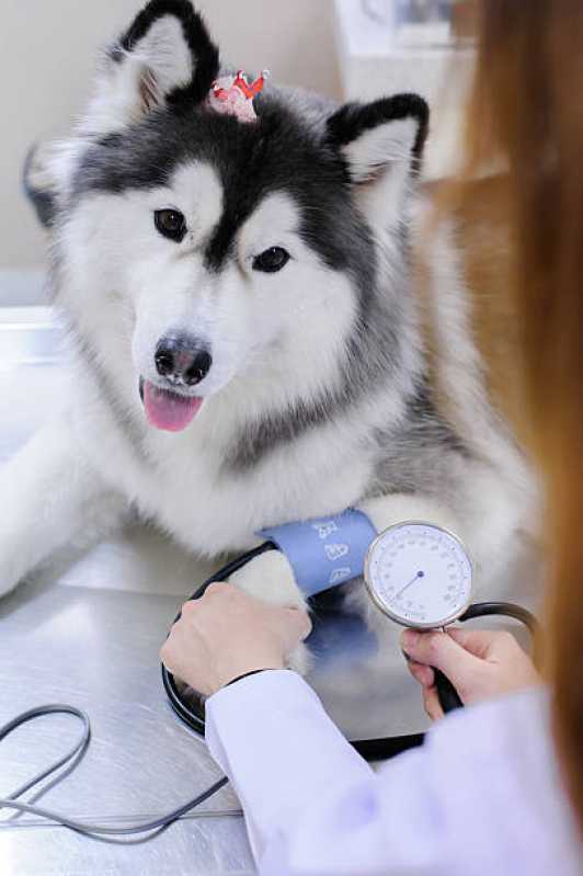 Onde Tem Cardiologista para Cachorro Independência - Cardiologista Animal