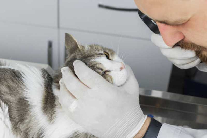 Onde Tem Cuidados Paliativos para Cães e Gatos com Câncer Catanduvas - Medicina Preventiva para Animal de Estimação
