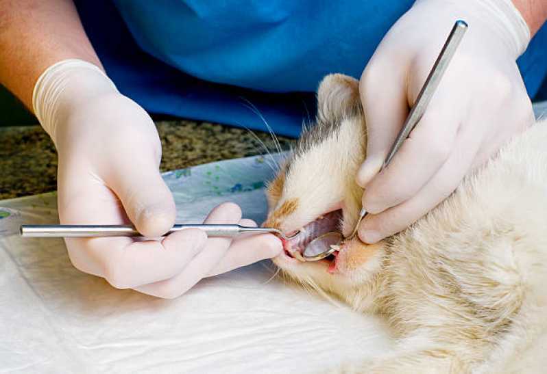 Onde Tem Dentista Gato Anahy - Odontologia para Gatos