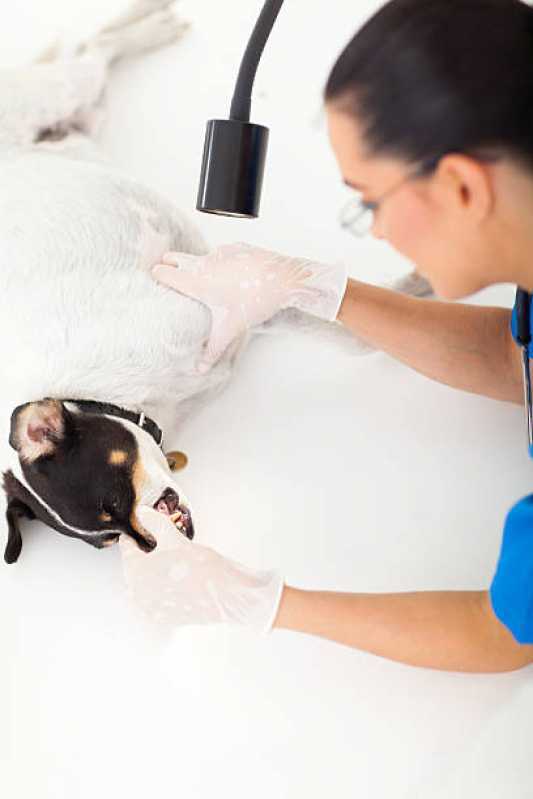 Onde Tem Dermatologia Animal Chateaubriand - Dermatologia em Cães