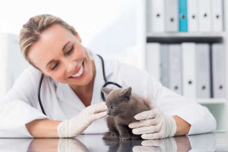 Onde Tem Dermatologia para Animais de Pequeno Porte Corbélia - Dermatologista Pet