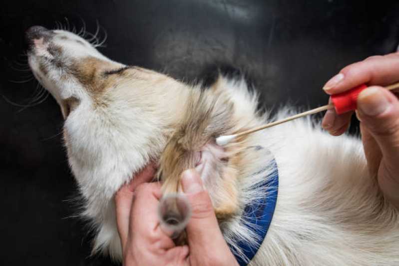 Onde Tem Dermatologia para Cachorro de Pequeno Porte Matelândia - Dermatologista de Animais