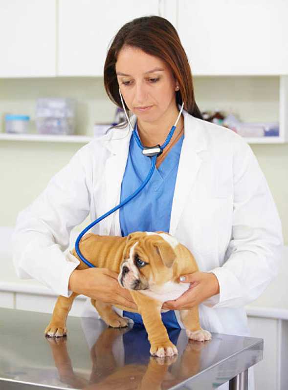 Onde Tem Ecodoppler em Cães e Gatos Cascavel - Cardiologista para Cachorro Toledo