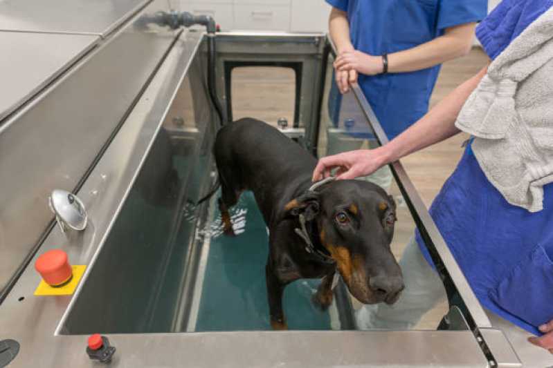 Onde Tem Fisioterapia em Animais de Grande Porte Conjunto Habitacional Britânia - Fisioterapia para Cães