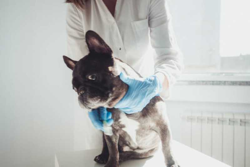 Onde Tem Fisioterapia para Animais de Pequeno Porte Corbélia - Fisioterapia para Cachorro