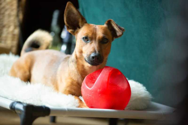 Onde Tem Fisioterapia para Cachorro de Médio Porte Conjunto Habitacional Britânia - Fisioterapia para Cães