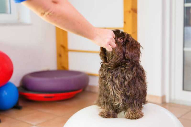 Onde Tem Fisioterapia para Gato Vila Industrial - Fisioterapia para Cães