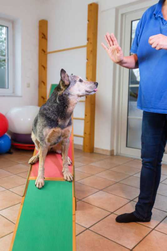 Onde Tem Fisioterapia Pet Pioneiros Catarinenses - Fisioterapia em Animais