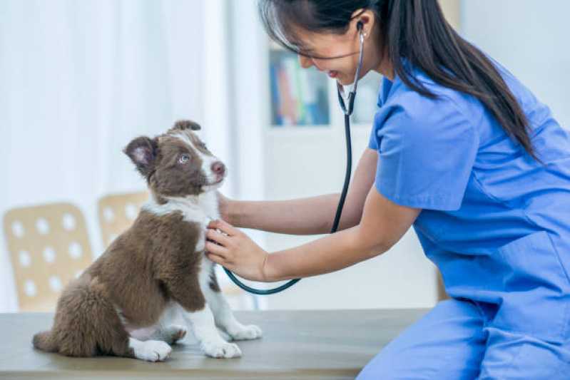 Onde Tem Gastroenterologia Cães de Grande Porte Tocantins - Gastroenterologia para Animais de Pequeno Porte