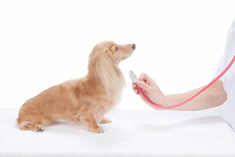 Onde Tem Gastroenterologia de Animais XIV De Novembro - Gastroenterologia para Cachorro de Pequeno Porte