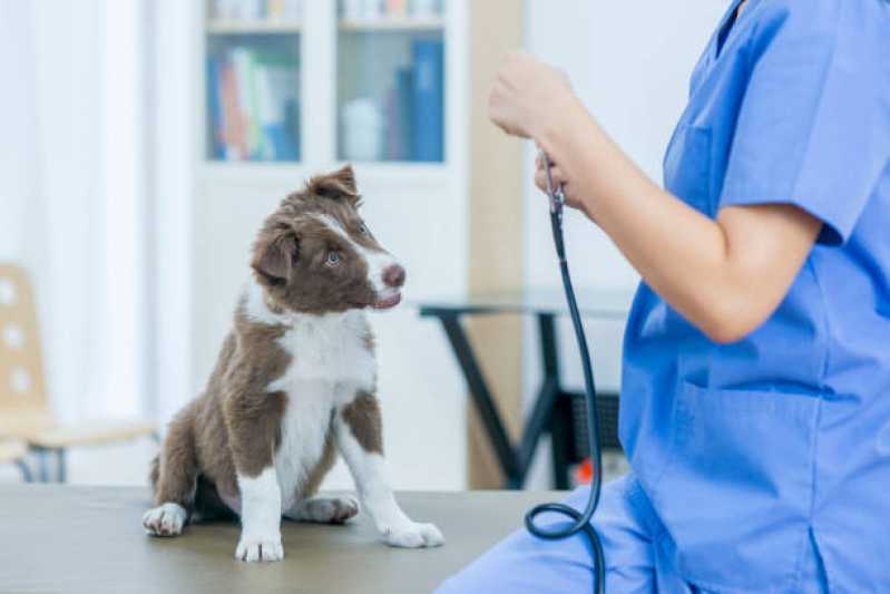 Onde Tem Gastroenterologia para Animais Anahy - Gastroenterologia em Cães