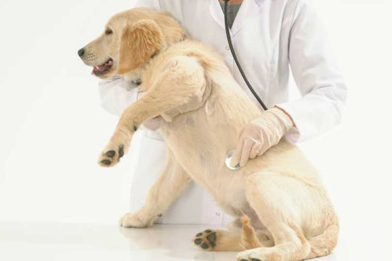 Onde Tem Gastroenterologia para Cachorro de Pequeno Porte Assis - Gastroenterologia em Cães