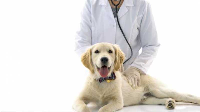 Onde Tem Gastroenterologia para Cachorro Fogotti - Gastroenterologia em Cães