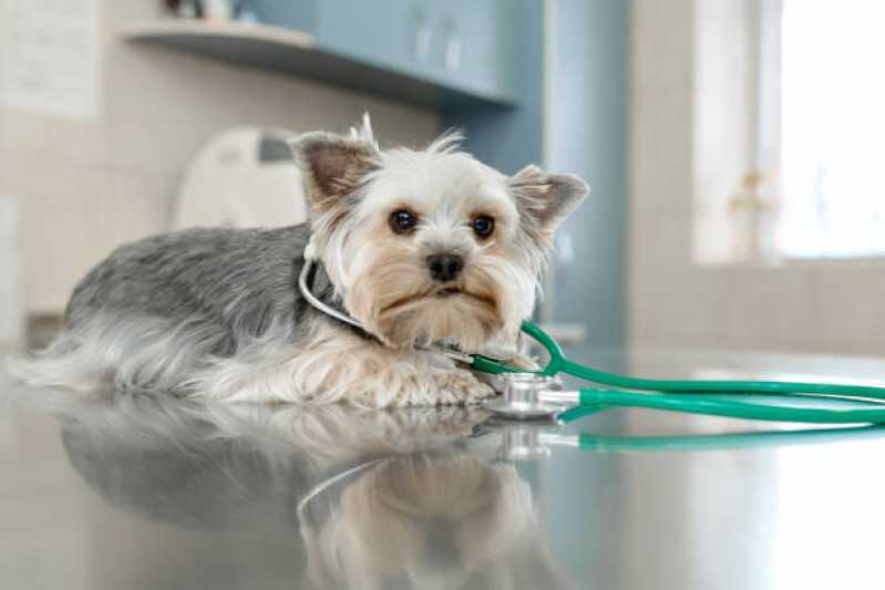 Onde Tem Gastroenterologia para Cachorros Ubiratã - Gastroenterologia para Cães