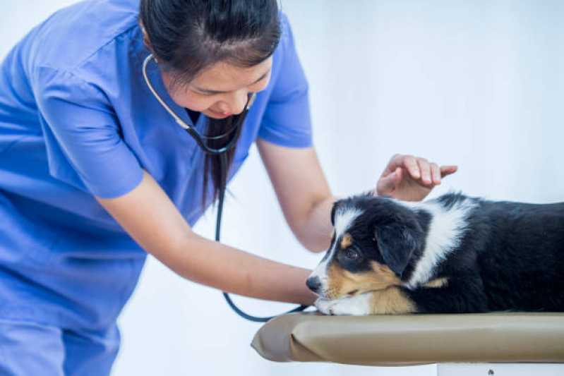 Onde Tem Gastroenterologia para Cães Quatro Pontes - Gastroenterologia de Cachorro