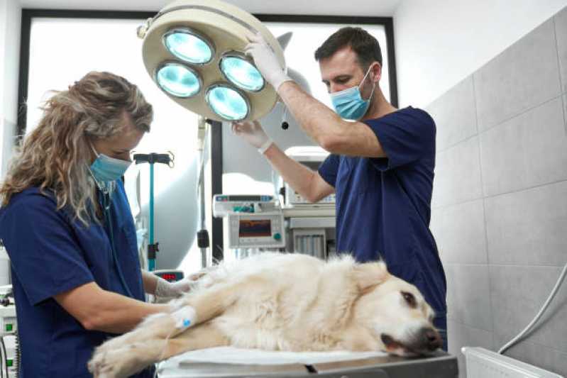 Onde Tem Internação para Cães e Gatos Canadá - Internação com Veterinário