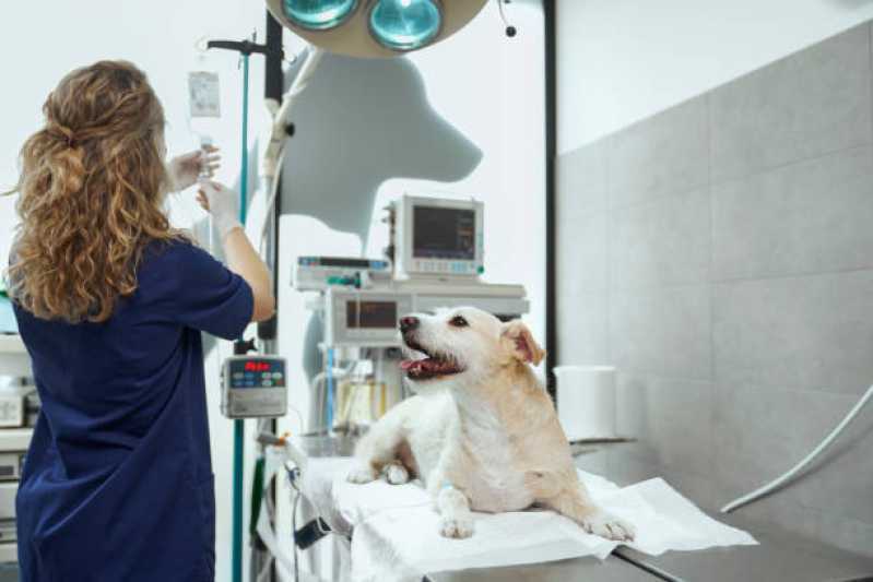 Onde Tem Internação para Cães Cascavel Velho - Internação com Veterinário