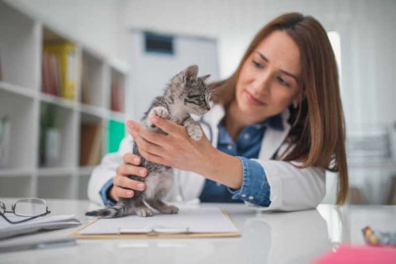 Onde Tem Internação para Gatos de Estimação Santa Felicidade - Internação com Veterinário Toledo