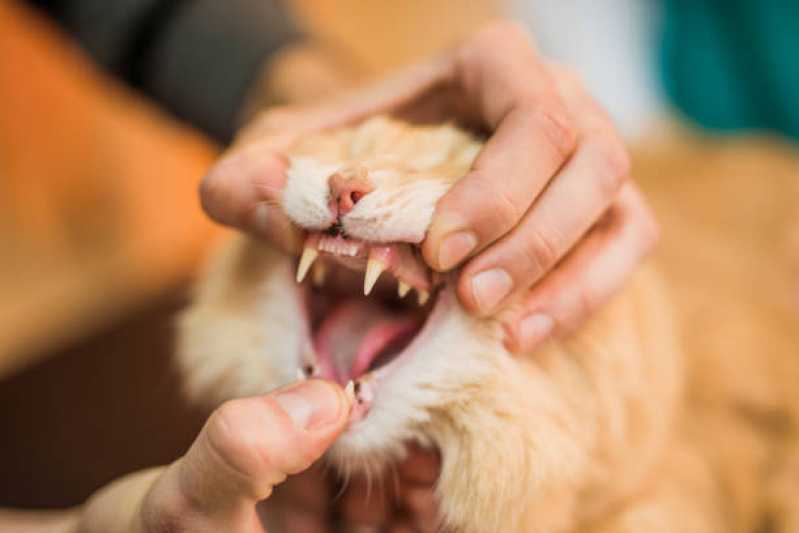 Onde Tem Medicina de Felinos Vila Brasil - Medicina para Felino