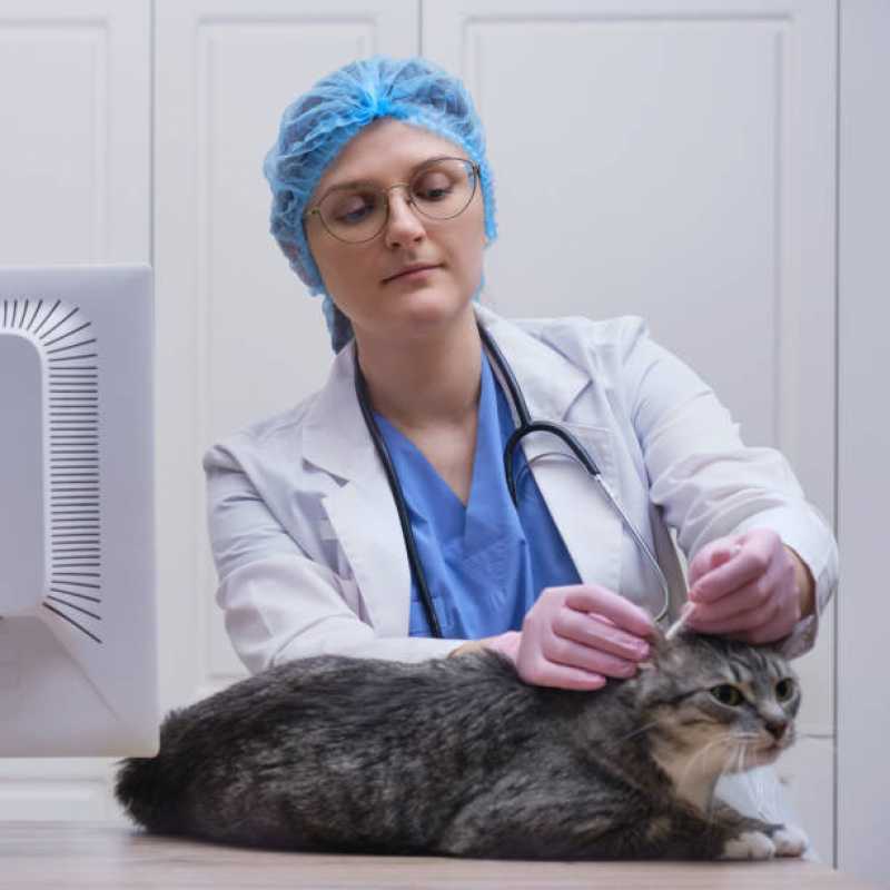 Onde Tem Medicina Especializada em Felinos Ubiratã - Medicina para Gato