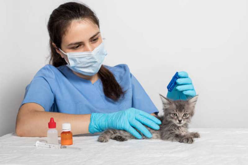 Onde Tem Medicina Especializada em Gatos Quatro Pontes - Medicina para Felino