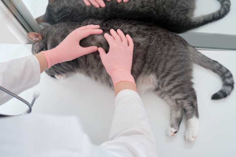 Onde Tem Medicina Felino Linha São Francisco - Medicina Veterinária para Gatos