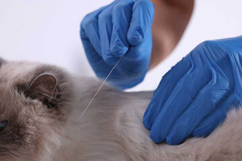 Onde Tem Medicina para Felino Nova Aurora - Medicina Veterinária para Gatos