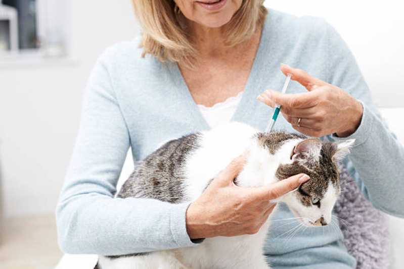 Onde Tem Medicina para Felinos Conjunto Habitacional Britânia - Medicina de Felinos Cascavel
