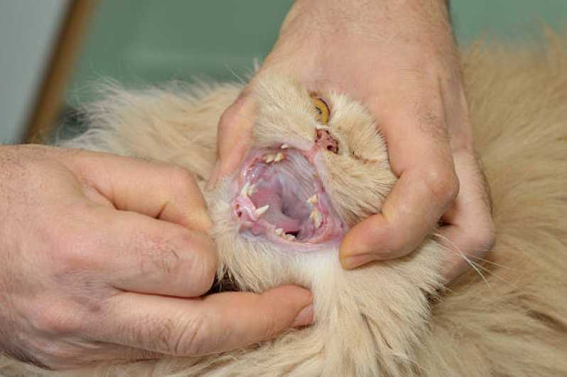 Onde Tem Medicina para Gatos Linha São Francisco - Medicina Veterinária para Gatos