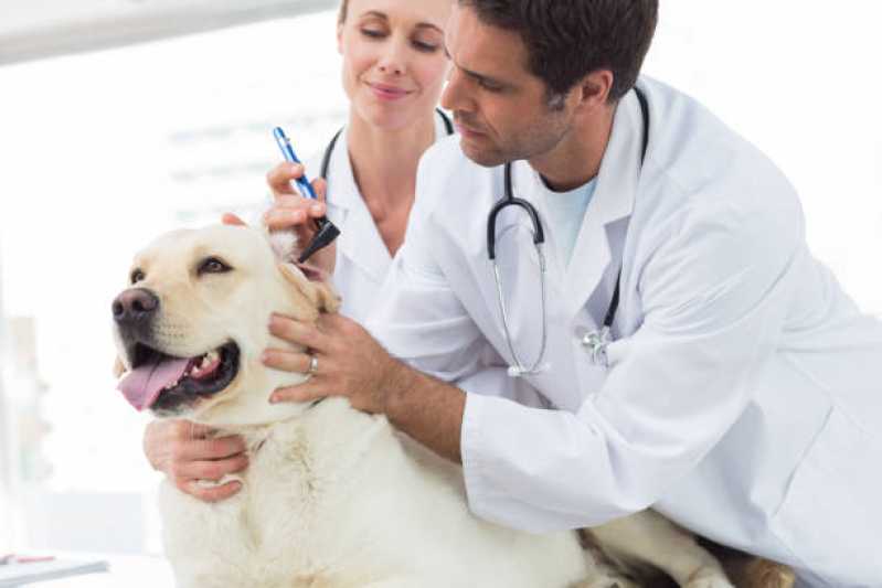 Onde Tem Medicina Preventiva para Animais de Estimação Tupãssi - Medicina Preventiva para Cachorros