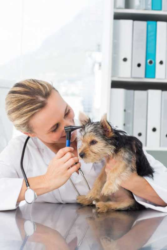 Onde Tem Medicina Preventiva para Cachorros Jardim Concórdia - Medicina Preventiva para Cães