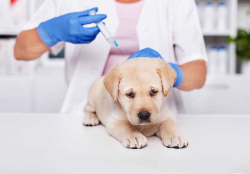 Onde Tem Medicina Preventiva para Cães Santa Felicidade - Medicina Preventiva para Cachorros Toledo