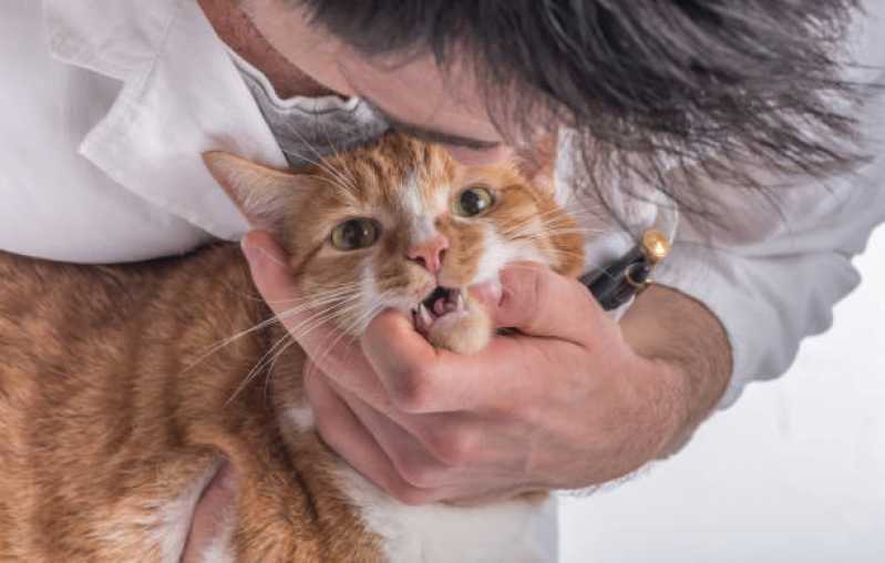 Onde Tem Medicina Preventiva para Gatos de Estimação Tupãssi - Medicina Preventiva para Pets