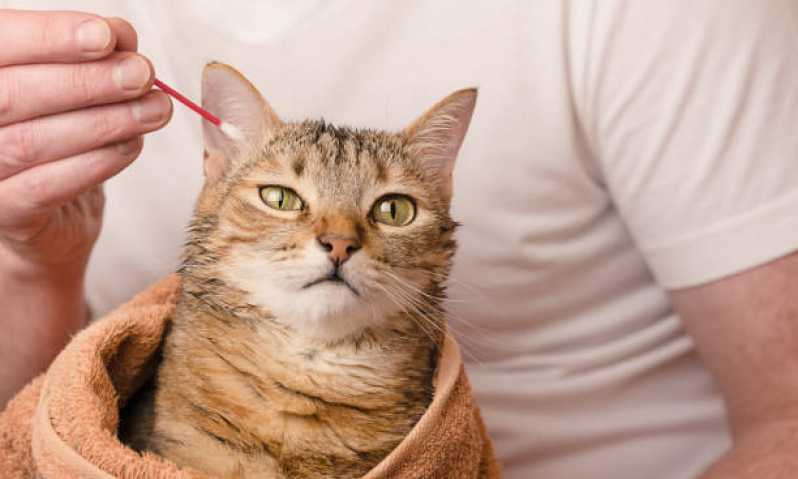 Onde Tem Medicina Preventiva para Gatos Capitão Leônidas Marques - Medicina Preventiva para Pets
