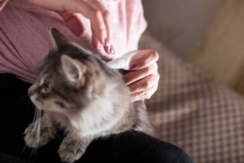 Onde Tem Medicina Veterinária para Felinos Cataratas - Medicina para Gatos