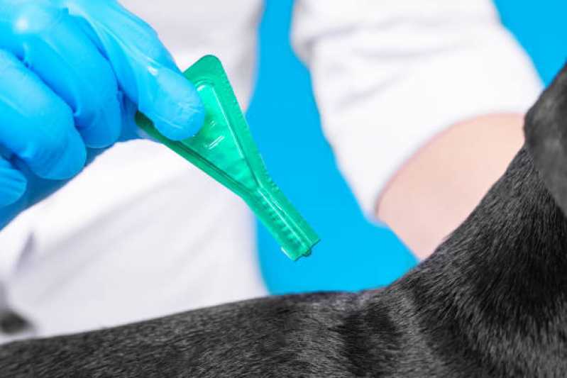 Onde Tem Medicina Veterinária para Gatos Cascavel - Medicina para Felino