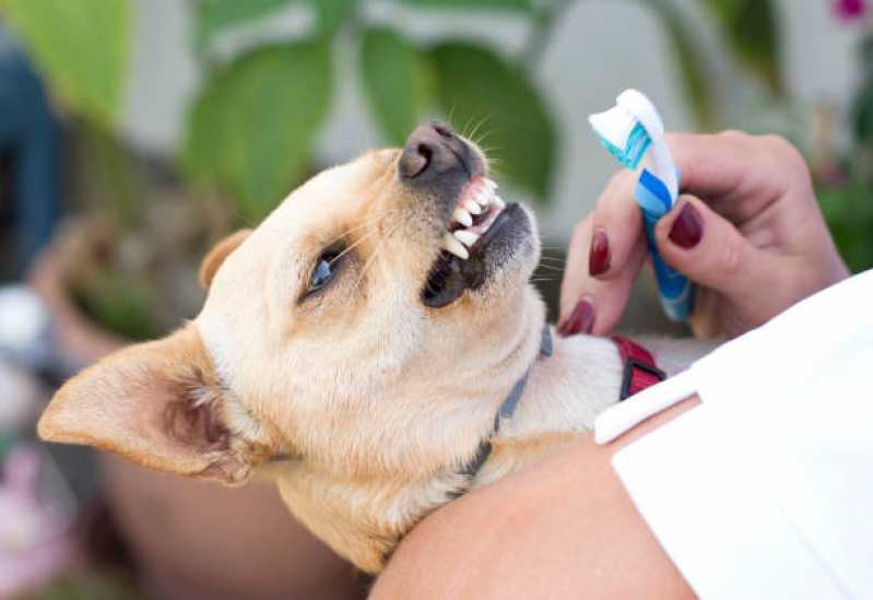 Onde Tem Odontologia para Cães e Gatos Interlagos - Limpeza de Tártaro Cachorro