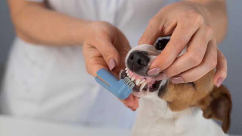 Onde Tem Odontologia para Cães Santa Cruz - Odontologia para Cachorro