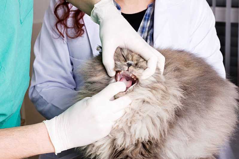Onde Tem Odontologia para Gatos Pioneiros Catarinenses - Odontologia para Gatos
