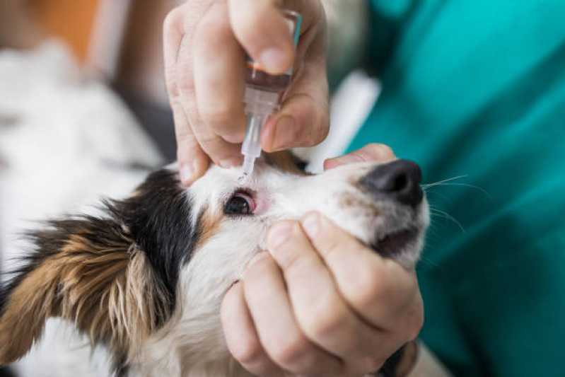 Onde Tem Oftalmo Veterinário Ramilândia - Oftalmologista para Cães