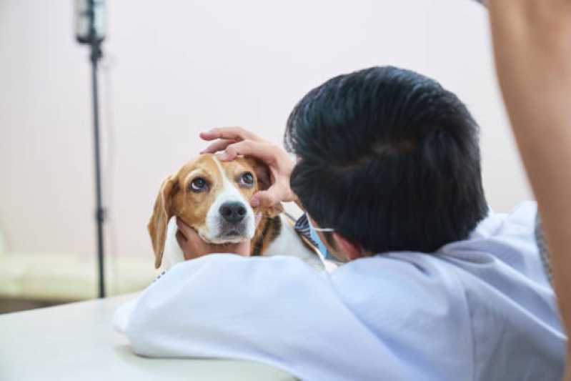 Onde Tem Oftalmologista para Cães e Gatos Brasmadeira - Oftalmo Veterinário