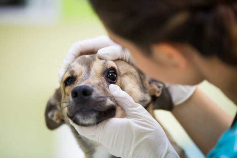 Onde Tem Oftalmologista para Cães Jardim Parizzotto - Oftalmologia em Pequenos Animais