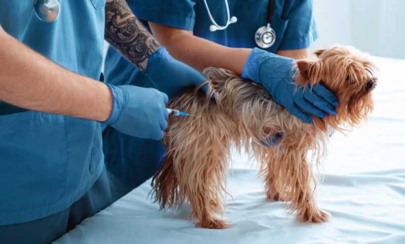 Onde Tem Oncologia para Cachorro de Pequeno Porte Jardim La Salle - Oncologia para Cachorro Cascavel