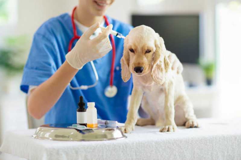 Onde Tem Oncologia para Cães e Gatos Brasília - Oncologia para Cachorros